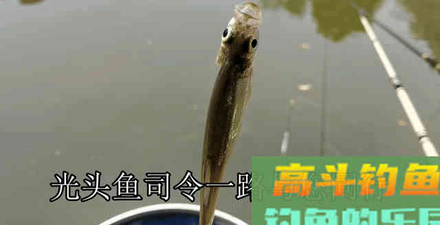 为何春季鲫鱼又大又多，夏季又少又小？钓大板鲫并不难