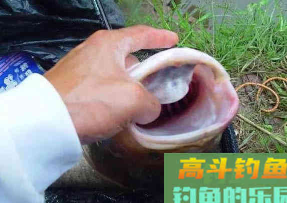 手竿钓鲢鳙：为何伊豆完胜伊势尼