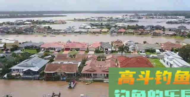 鲤鱼的力量！一场大水称霸澳洲河道，稻田