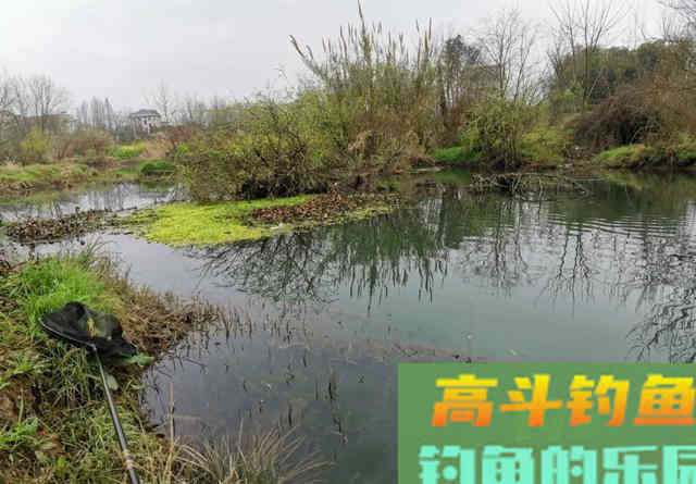 野河钓不到半斤以上的鲫鱼?可能是鱼太多了 野河钓不到半斤以上的鲫鱼?可能是鱼太多了