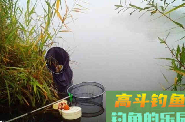 立秋前，草鱼按我说的钓，就连老司机都拍手叫好