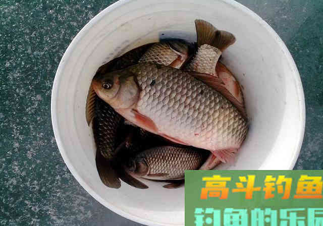 春季钓不好鲫鱼,不是水里没鱼和饵料不对,真相是这 春季钓不好鲫鱼,不是水里没鱼和饵料不对,真相是这