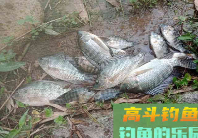 两广海南的钓鱼人,谈论钓罗非的技巧 两广海南的钓鱼人,谈论钓罗非的技巧