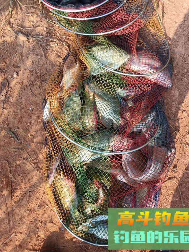 春钓罗非和慈鲷全攻略，小中取大，附自制饵料配方