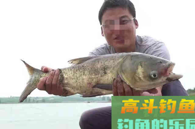 这鲢鳙钓法果真百试不爽，一周用六次都不过瘾