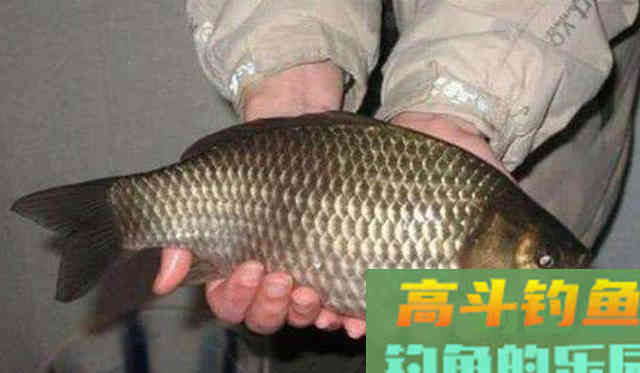冬钓只需按我说的做，大鲫鱼狂拉到手疼