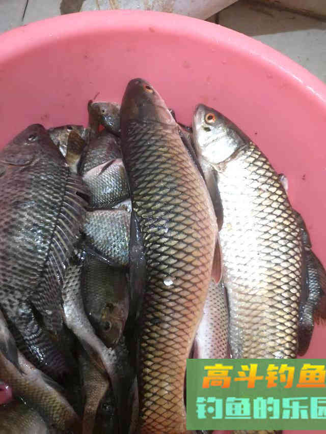 野钓大鲮鱼,攻略以及技巧分享,附自制饵料配方 野钓大鲮鱼,攻略以及技巧分享,附自制饵料配方