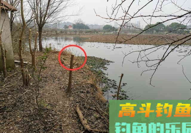 如何在藕塘钓鲫鱼？结合生活规律，谈选位与做窝