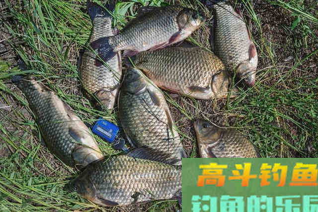 野钓鲫鱼,搓饵、拉饵、蚯蚓搭配散炮这样钓 野钓鲫鱼,搓饵、拉饵、蚯蚓搭配散炮这样钓
