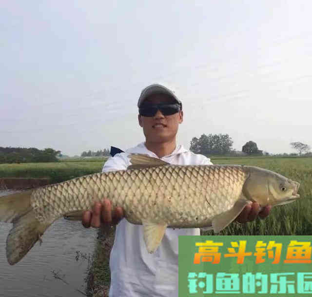 如何钓草鱼?应因地制宜,分析鱼情特点正确选择钓底 如何钓草鱼?应因地制宜,分析鱼情特点正确选择钓底