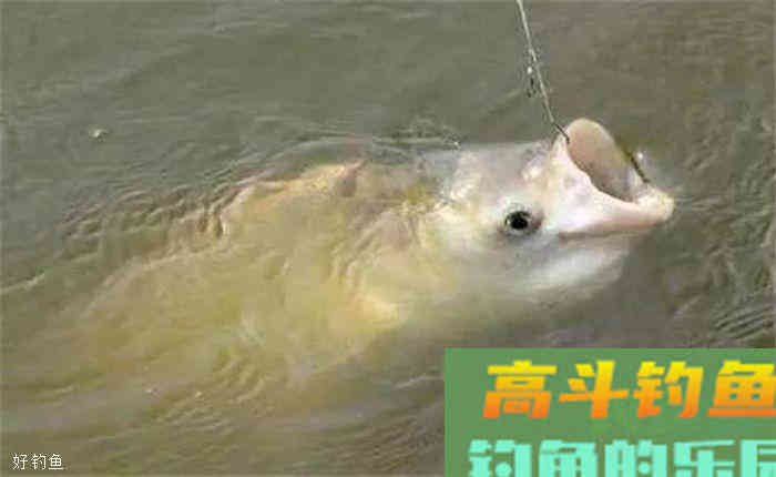 老钓友分享如何用草来钓大草鱼