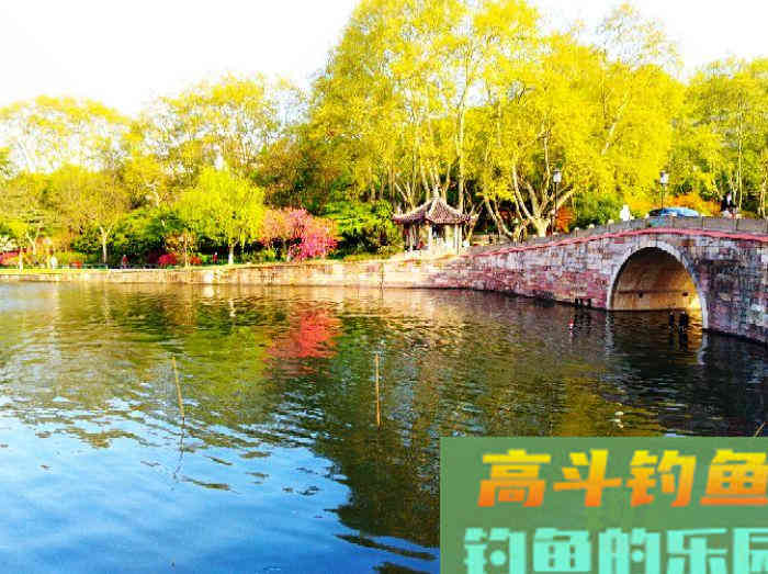 如何在浅水域钓大鲫鱼,学好这3个技巧,爆护不远了 如何在浅水域钓大鲫鱼,学好这3个技巧,爆护不远了