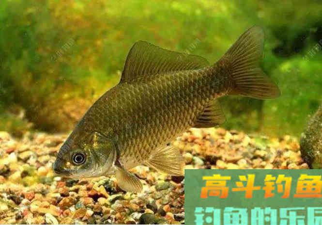 鲫鱼垂钓有妙招，4+4法则实用有效