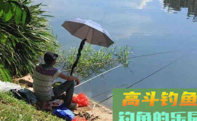 钓青鱼使用玉米饵料垂钓，我们应该如何调钓