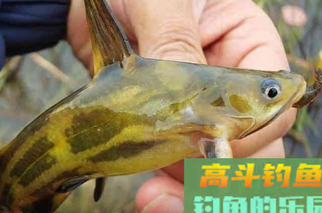 钓黄骨的新钓法,简单又高效,试过的人都说好 钓黄骨的新钓法,简单又高效,试过的人都说好