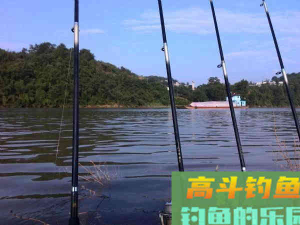 老司机分享多年钓鲢鳙的经验 老司机分享多年钓鲢鳙的经验