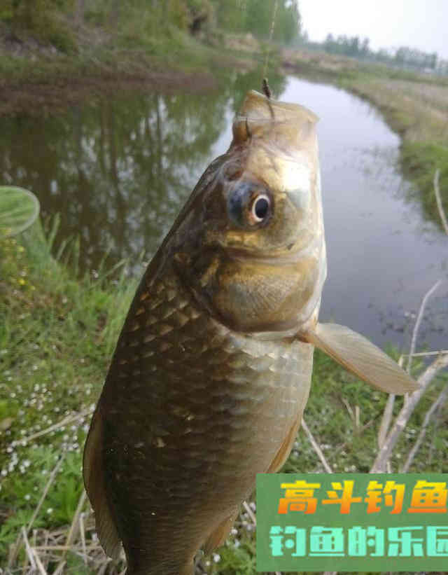 初夏，用长竿短线野钓鲫鱼，钓获一盆30多条大板鲫鱼