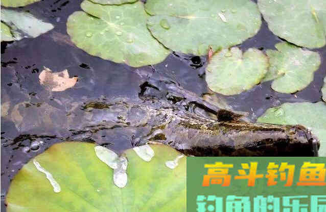 黑鱼什么时候开始活动?野钓客告诉你! 黑鱼什么时候开始活动?野钓客告诉你!