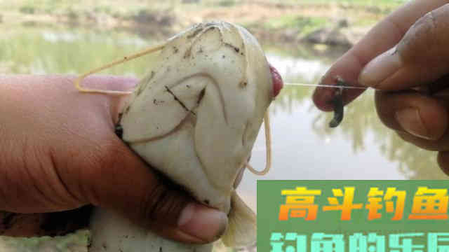 钓鲶鱼别再用猪肝打窝了,教你一招蚯蚓配散炮 钓鲶鱼别再用猪肝打窝了,教你一招蚯蚓配散炮