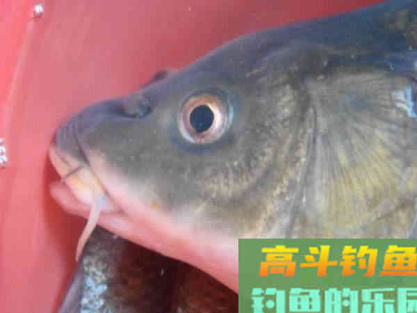 洛鲤伊鲂，贵于牛羊，钓黄河鲤是一种怎样的感受