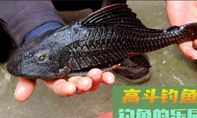 钓到这六种鱼,吃货也不要,只能就地处理 钓到这六种鱼,吃货也不要,只能就地处理