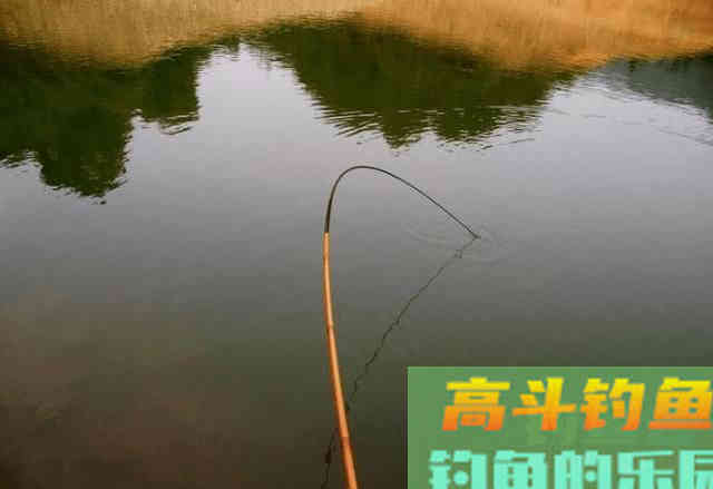 秋分以至,黑鱼在哪里?如何钓好黑鱼 秋分以至,黑鱼在哪里?如何钓好黑鱼