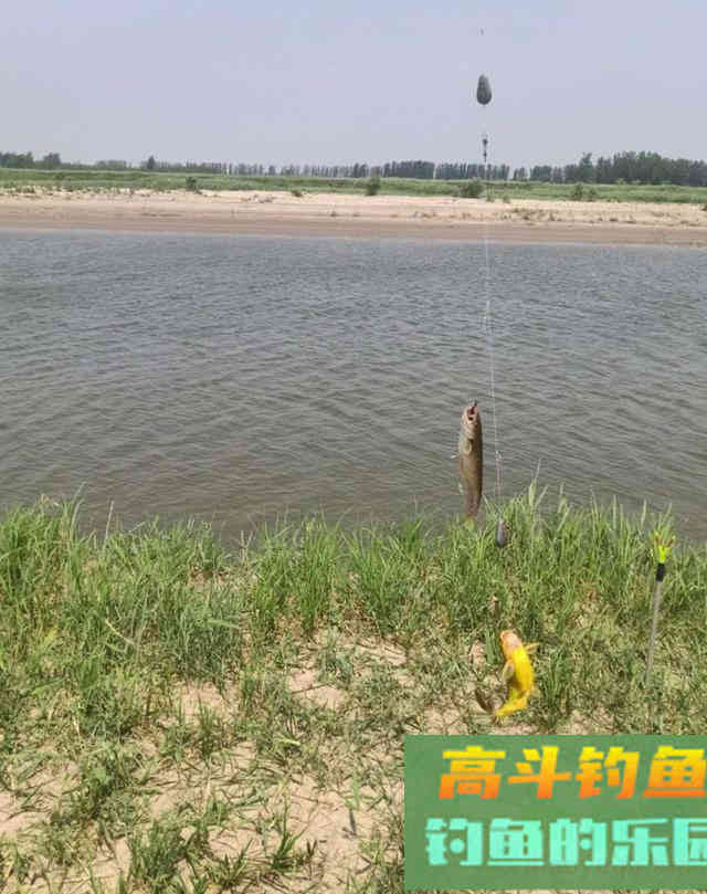 都知道黄颡鱼喜荤食,但你要知道钓法上的讲究也不少 都知道黄颡鱼喜荤食,但你要知道钓法上的讲究也不少