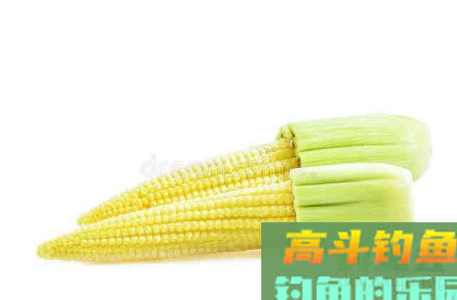 邓刚用玉米钓翘嘴，为啥你用玉米钓不到