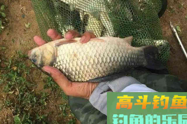 冬钓板鲫，一定常去这2个地方，藏鱼多