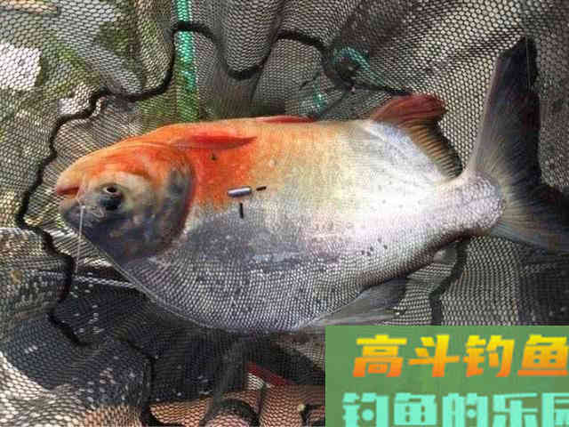 垂钓淡水白鲳，的用饵、钓具选择与钓法技巧