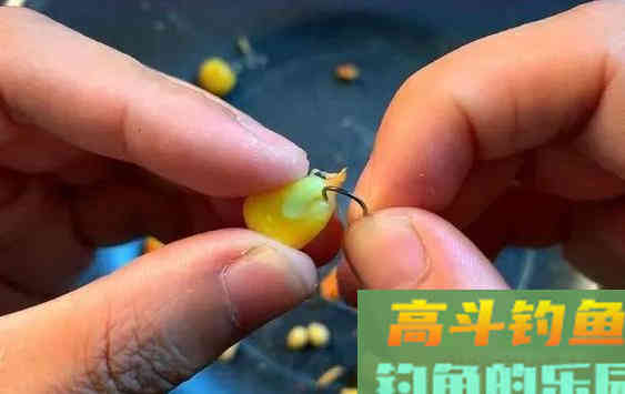 玉米钓草鱼,为何有的人空军,有的人爆护 玉米钓草鱼,为何有的人空军,有的人爆护