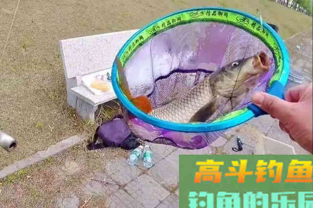 二十年老司机再次强调：热天唯独这鲤鱼钓法最奏效