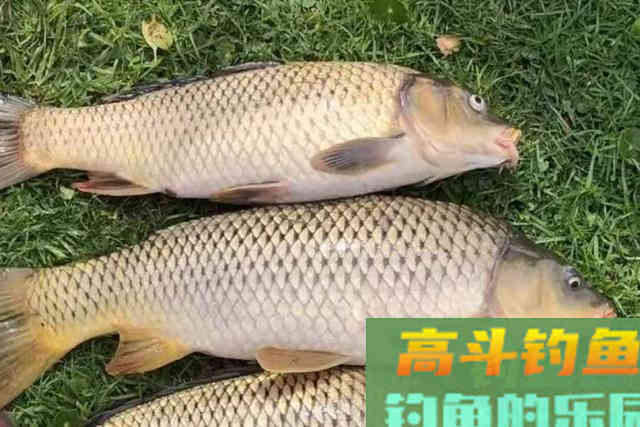 自从知道有这鲤鱼钓法，三天两头想试一次