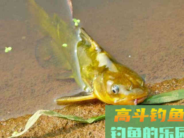 钓黄辣丁掌握好三个时机，四种钓法，一项注意