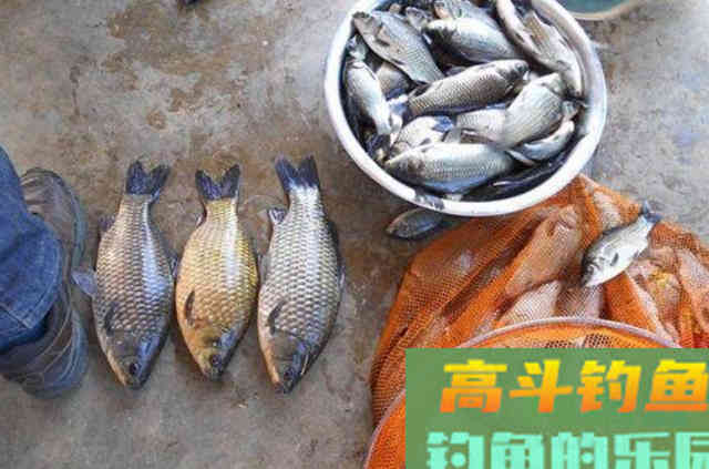 不用多说，夏钓唯独这鲫鱼钓法才最霸气