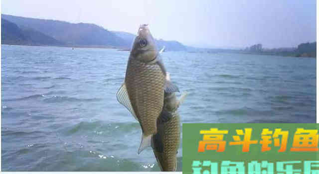 鲫鱼无口,多半不是饵的事,而是逗钓不到位 鲫鱼无口,多半不是饵的事,而是逗钓不到位