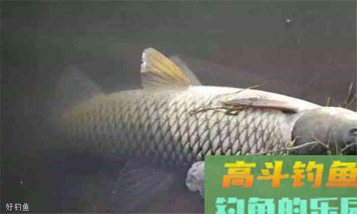 钓草鱼技巧分析,为深秋上鱼做好准备 钓草鱼技巧分析,为深秋上鱼做好准备