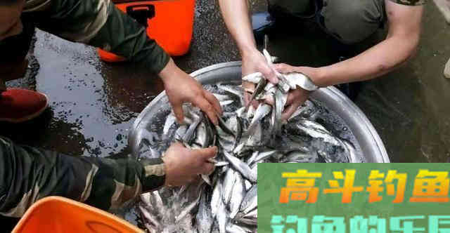 白条学会这样钓，直接拉到手软