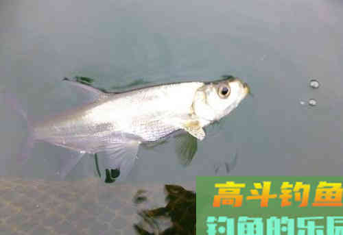 开竿就双尾，翘嘴还需这样钓，作钓全椒宝塔水库指南