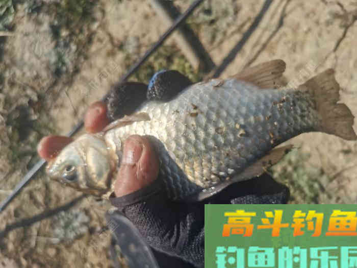 初春双竿钓鲫鱼的一点体会