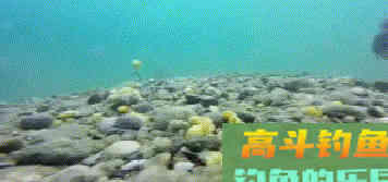 钓草鱼,重窝、嫩草、蚂蚱都无效,钓法和打窝更重要 钓草鱼,重窝、嫩草、蚂蚱都无效,钓法和打窝更重要