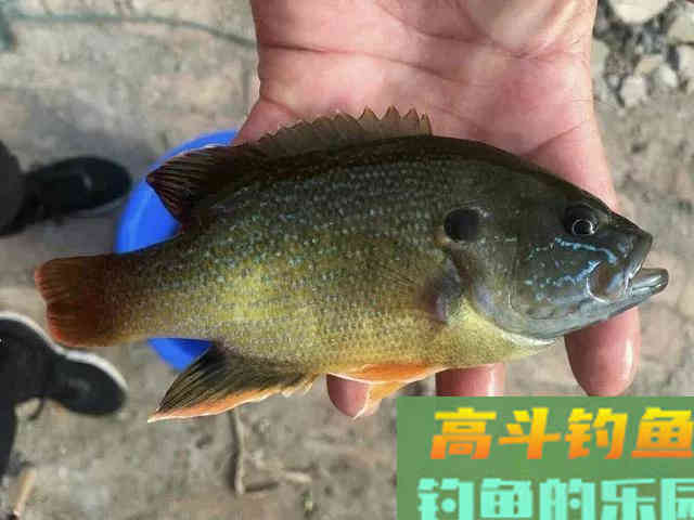 两小时钓80多条！小太阳鱼在北方多地泛滥