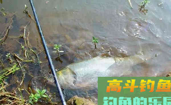 手竿钓鲢鳙:细分4个原因,避免有口不中鱼的提空竿 手竿钓鲢鳙:细分4个原因,避免有口不中鱼的提空竿