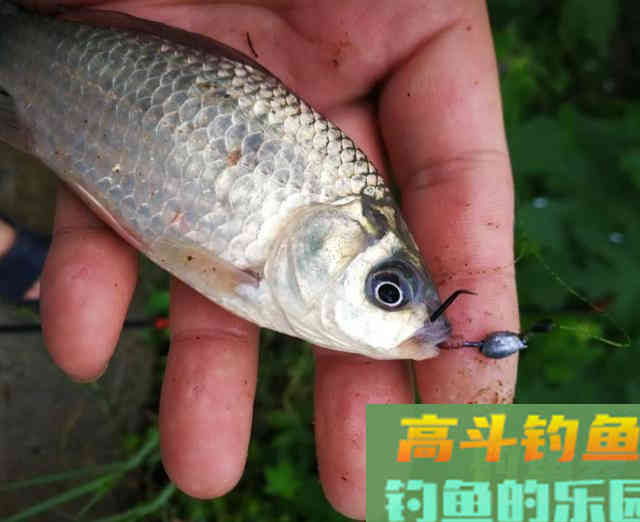 &ldquo;乙&rdquo;字钩，这种钩型是钓鲫鱼的利器