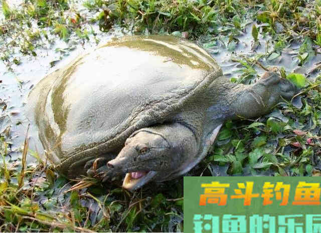 野生甲鱼难找不难钓，学会这两招，一找一个准