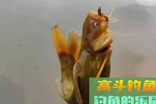 一到热天，黄鸭叫就不吃钩，无奈之下只好用这狠招