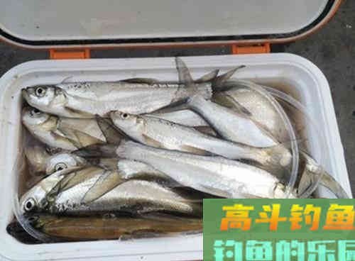 深秋水库如何野钓翘嘴？老钓友教你三招即可