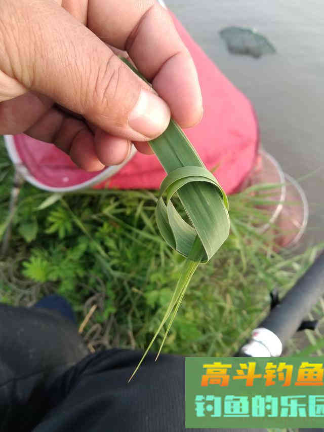 用芦苇叶钓草鱼怎么挂钩?其实很好办,打个结而已 用芦苇叶钓草鱼怎么挂钩?其实很好办,打个结而已