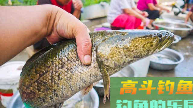 不同季节野钓黑鱼这样选择钓点和钓位