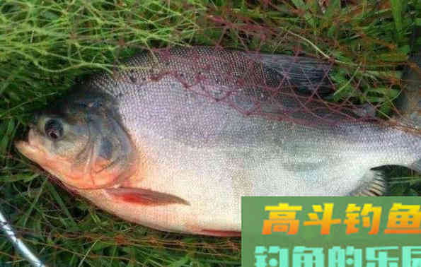 它被称为食人鱼近亲,全国多有分布 它被称为食人鱼近亲,全国多有分布